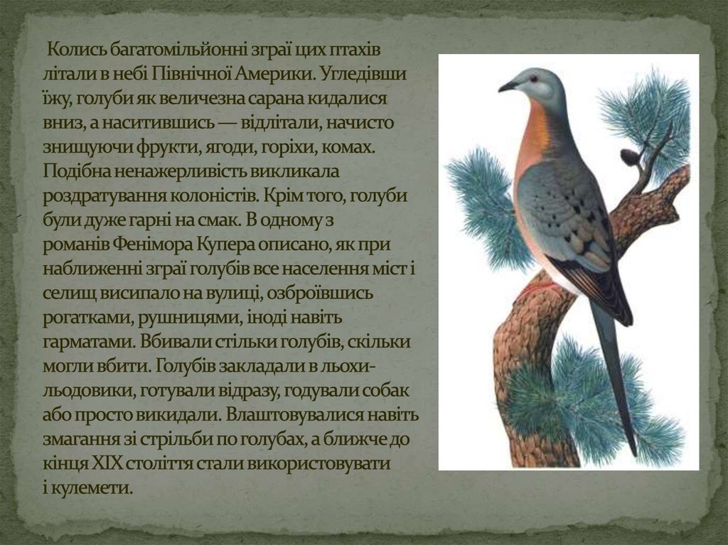  Колись багатомільйонні зграї цих птахів літали в небі Північної Америки. Угледівши їжу, голуби як величезна сарана кидалися