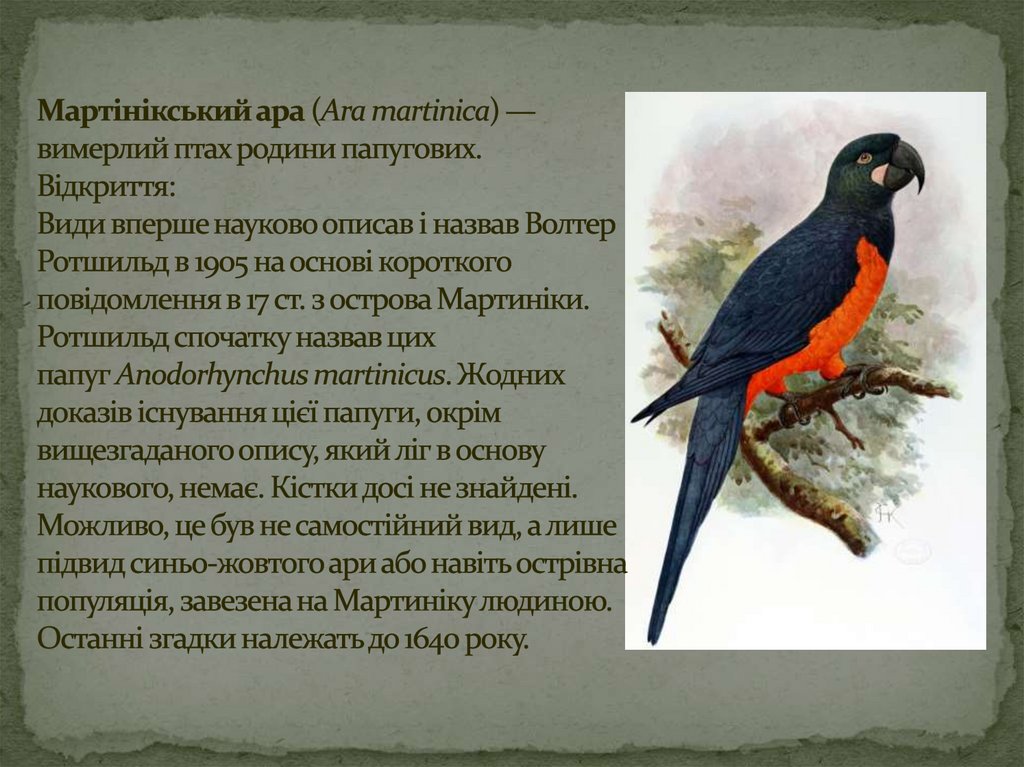 Мартінікський ара (Ara martinica) — вимерлий птах родини папугових. Відкриття: Види вперше науково описав і назвав Волтер