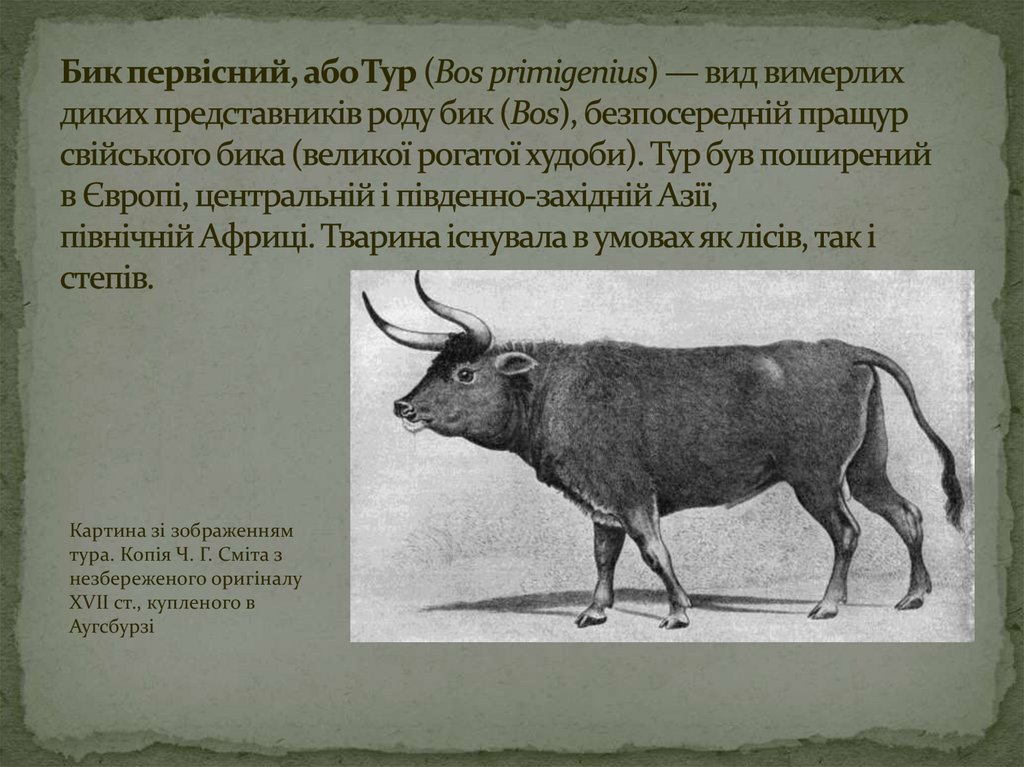 Бик первісний, або Тур (Bos primigenius) — вид вимерлих диких представників роду бик (Bos), безпосередній пращур свійського