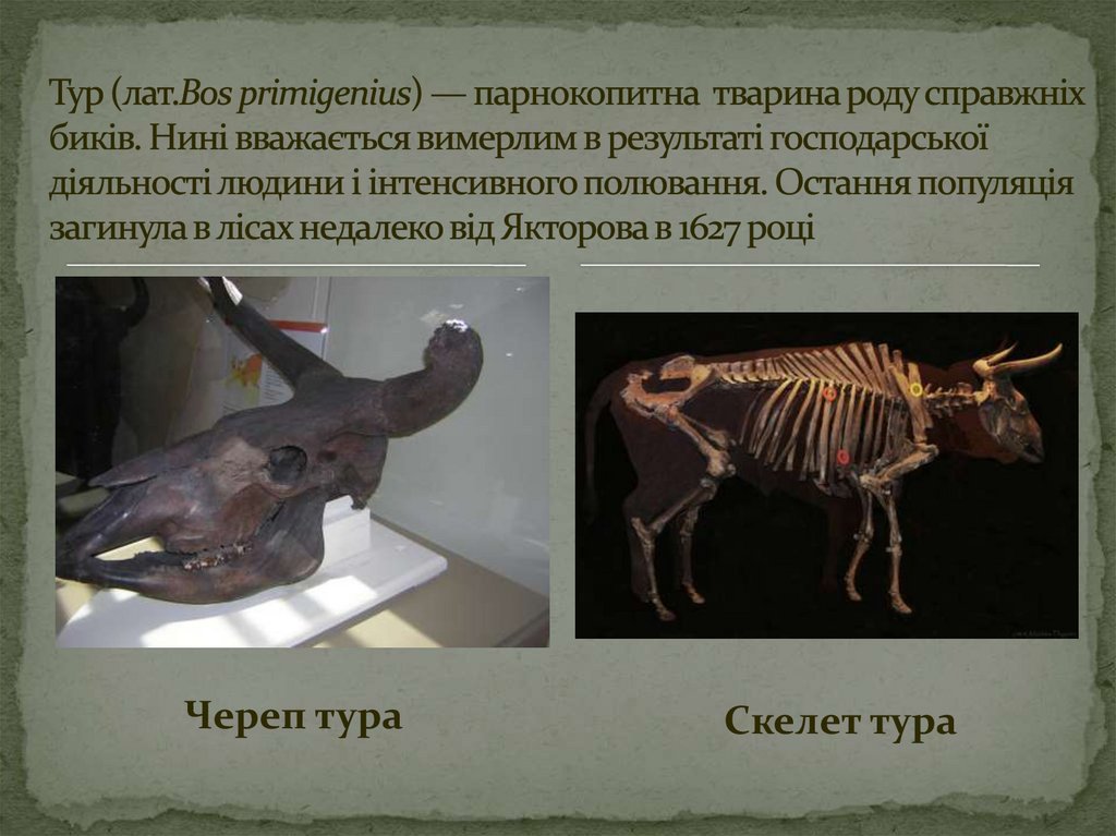 Тур (лат.Bos primigenius) — парнокопитна тварина роду справжніх биків. Нині вважається вимерлим в результаті господарської