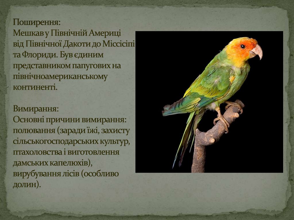 Поширення: Мешкав у Північній Америці від Північної Дакоти до Міссісіпі та Флориди. Був єдиним представником папугових на