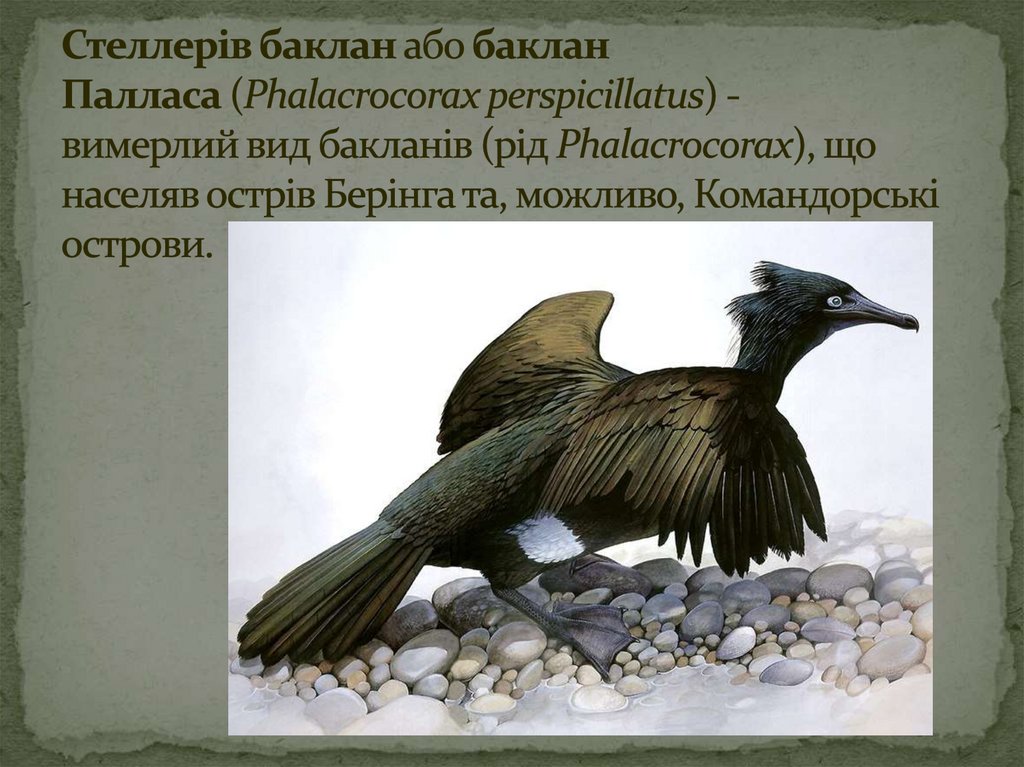 Стеллерів баклан або баклан Палласа (Phalacrocorax perspicillatus) - вимерлий вид бакланів (рід Phalacrocorax), що