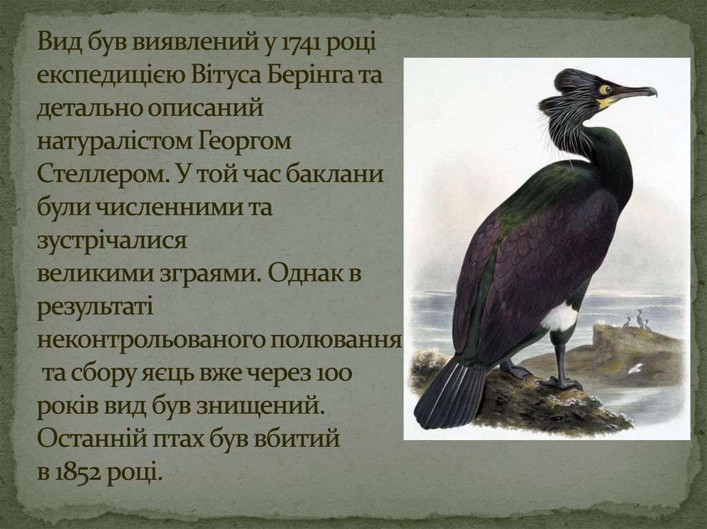 Вид був виявлений у 1741 році експедицією Вітуса Берінга та детально описаний натуралістом Георгом Стеллером. У той час баклани