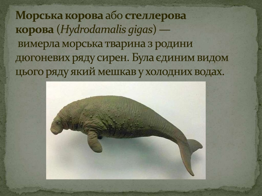 Морська корова або стеллерова корова (Hydrodamalis gigas) — вимерла морська тварина з родини дюгоневих ряду сирен. Була єдиним