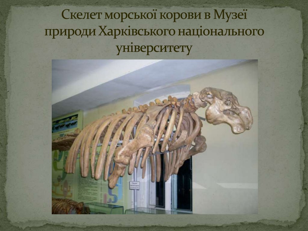 Скелет морської корови в Музеї природи Харківського національного університету