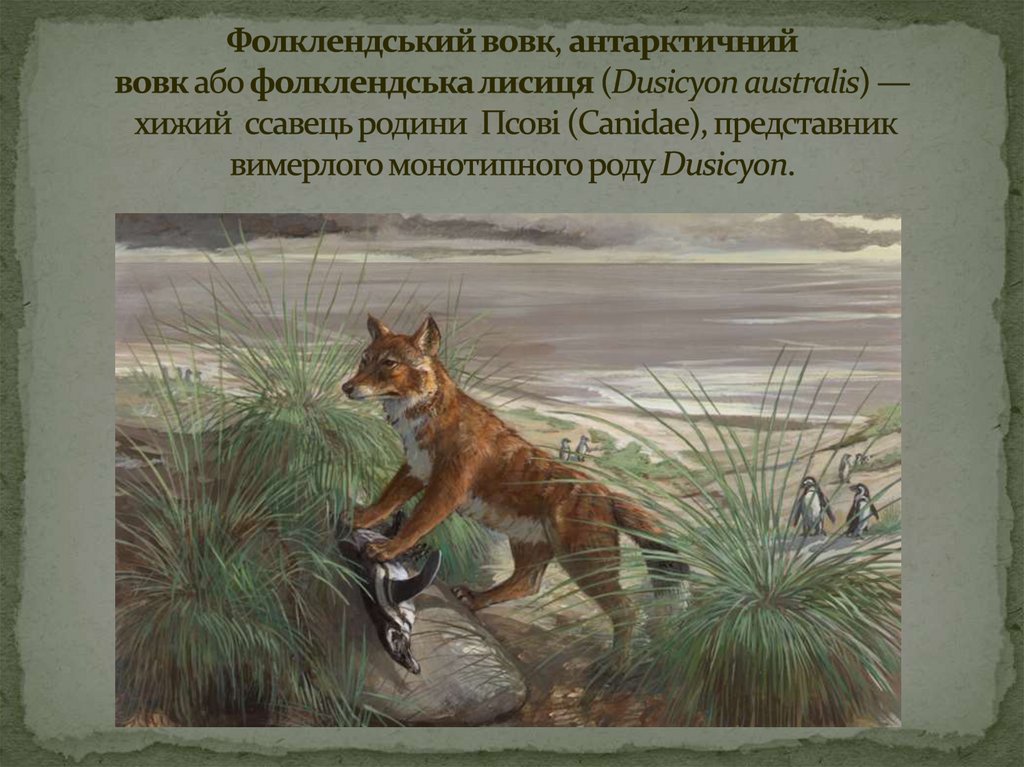 Фолклендський вовк, антарктичний вовк або фолклендська лисиця (Dusicyon australis) — хижий  ссавець родини  Псові (Canidae),