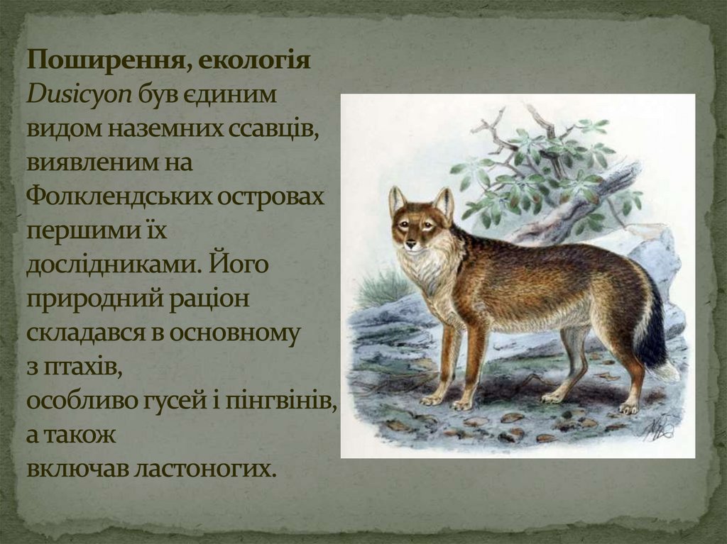 Поширення, екологія Dusicyon був єдиним видом наземних ссавців, виявленим на Фолклендських островах першими їх дослідниками.