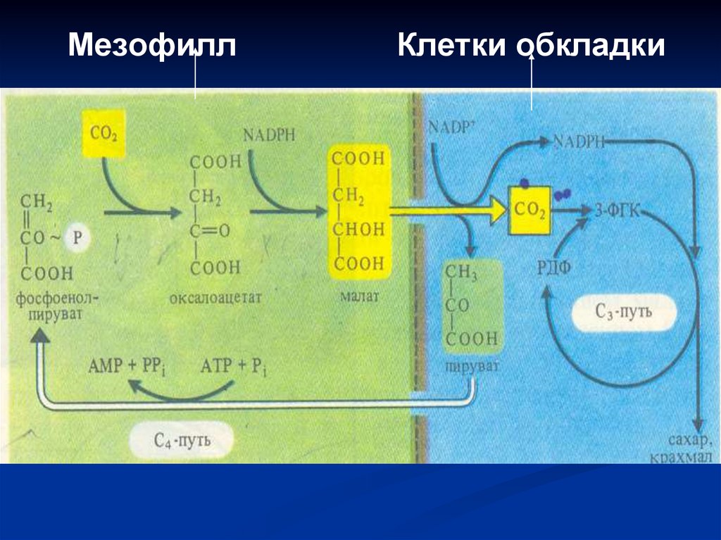Мезофилл Клетки обкладки