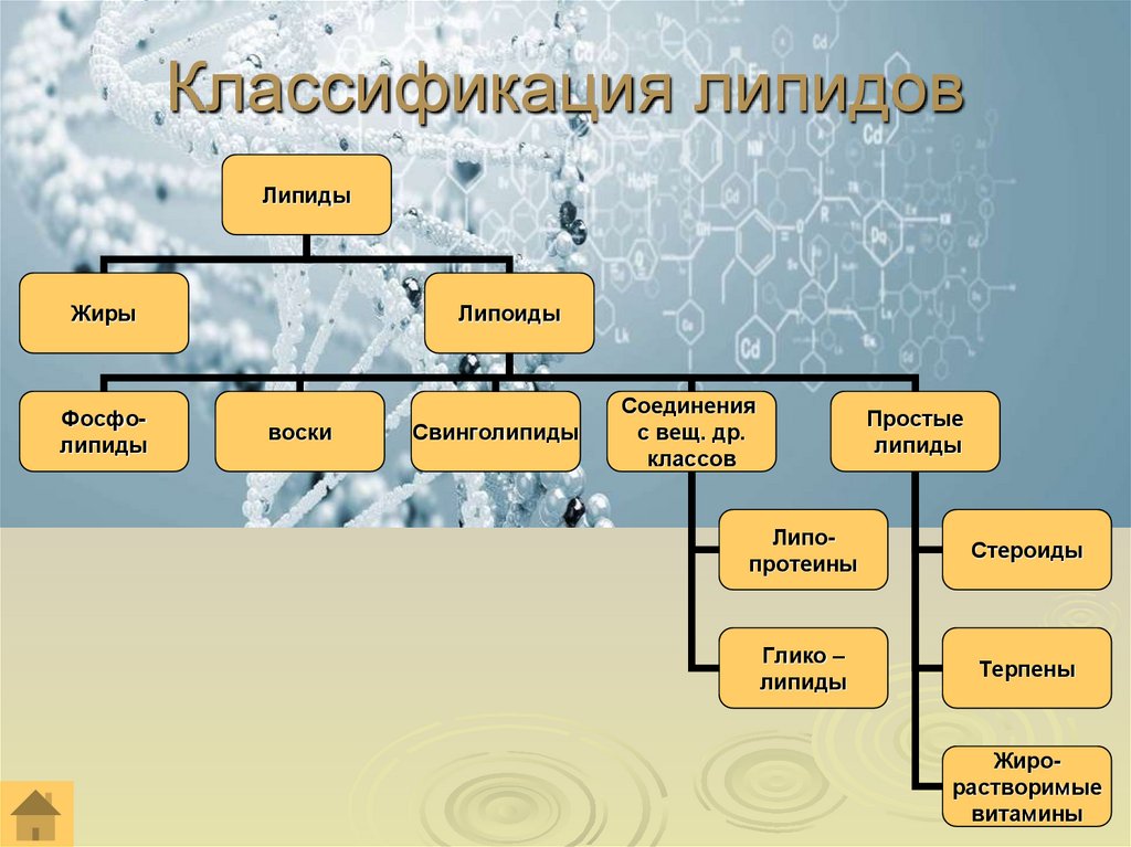 Классификация липидов