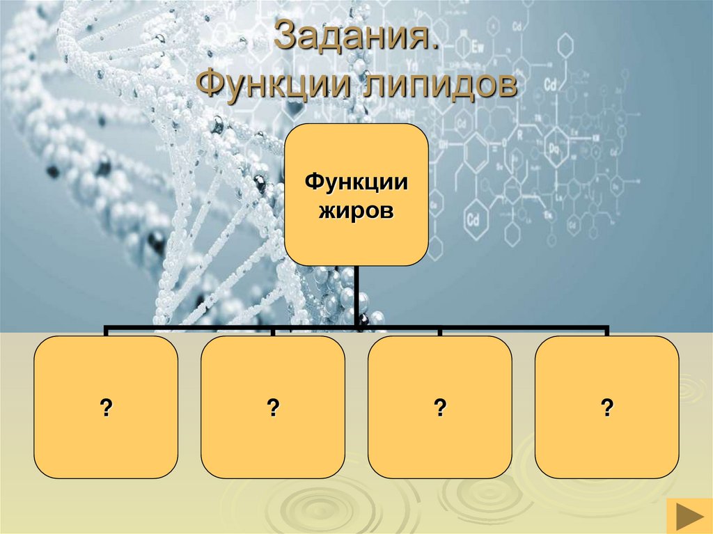 Функции липидов