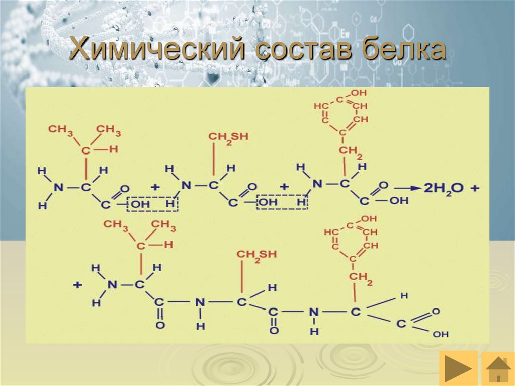 Химический состав белка