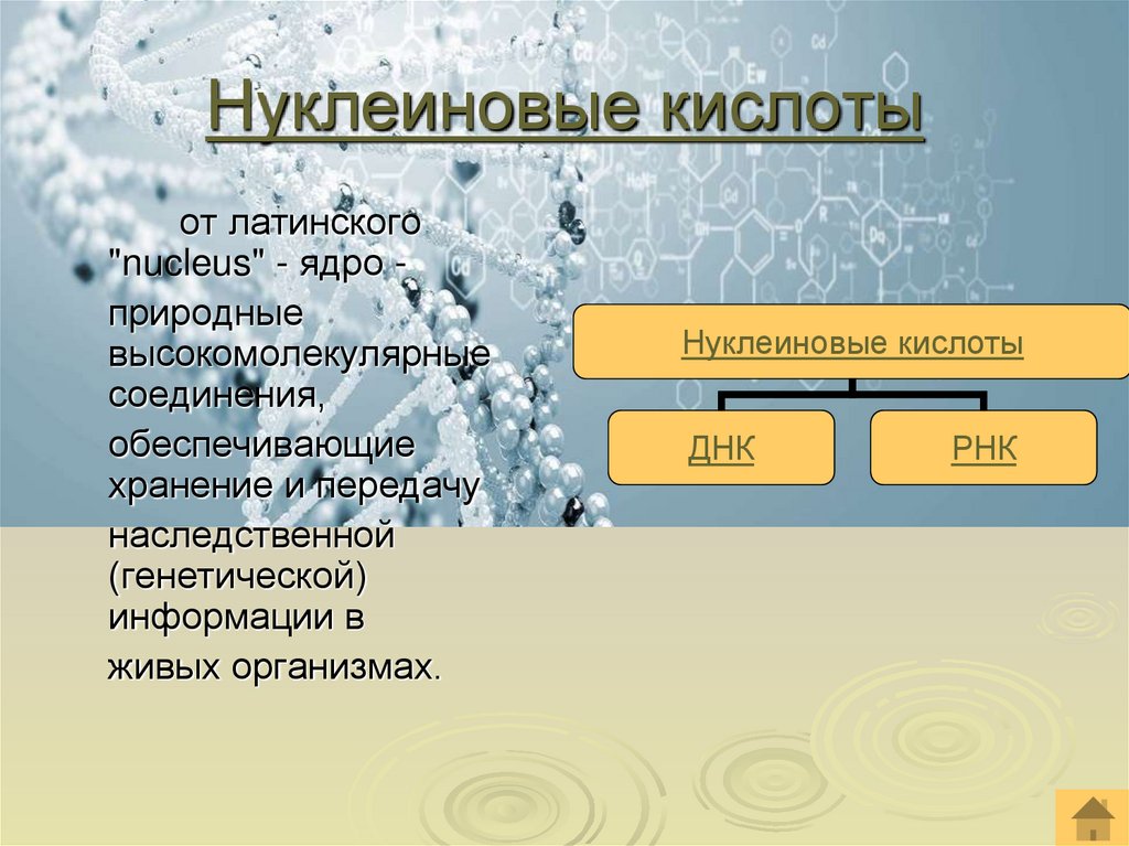 Нуклеиновые кислоты