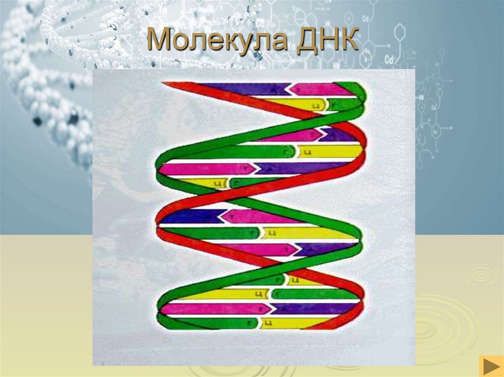 Молекула ДНК