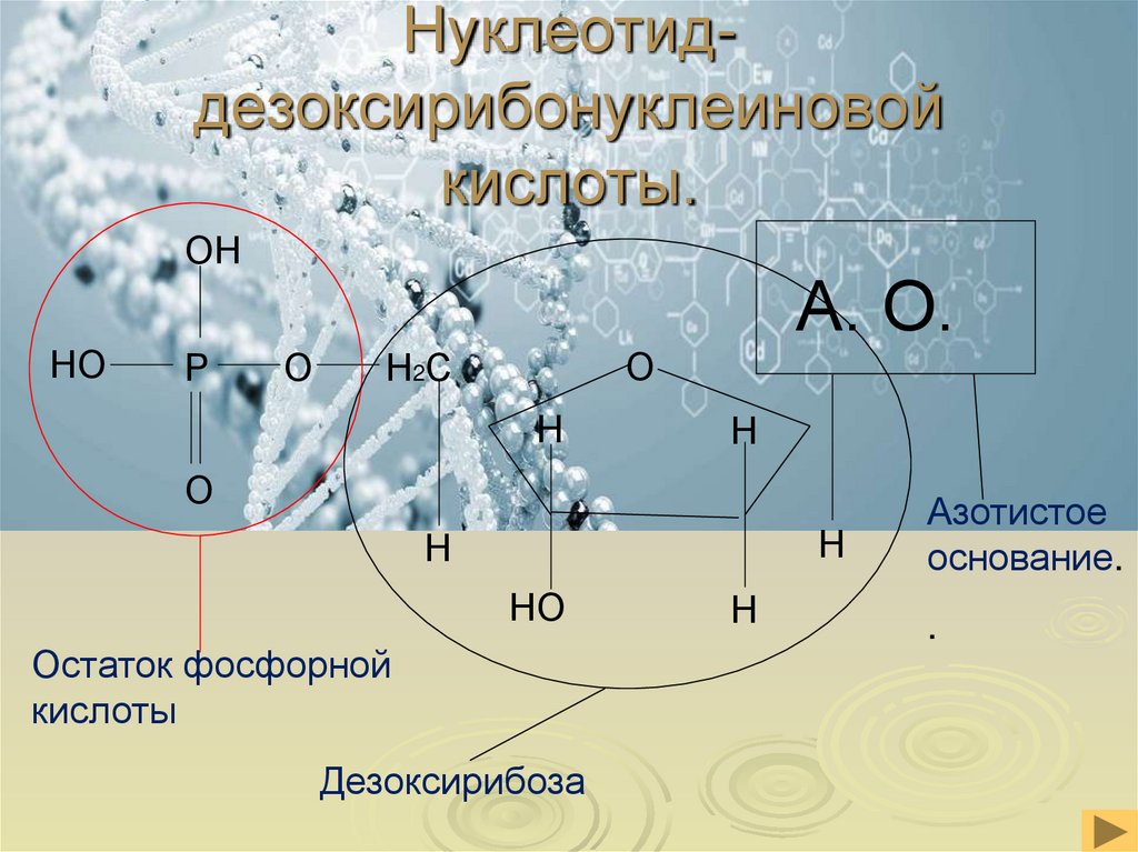 Нуклеотид- дезоксирибонуклеиновой кислоты.