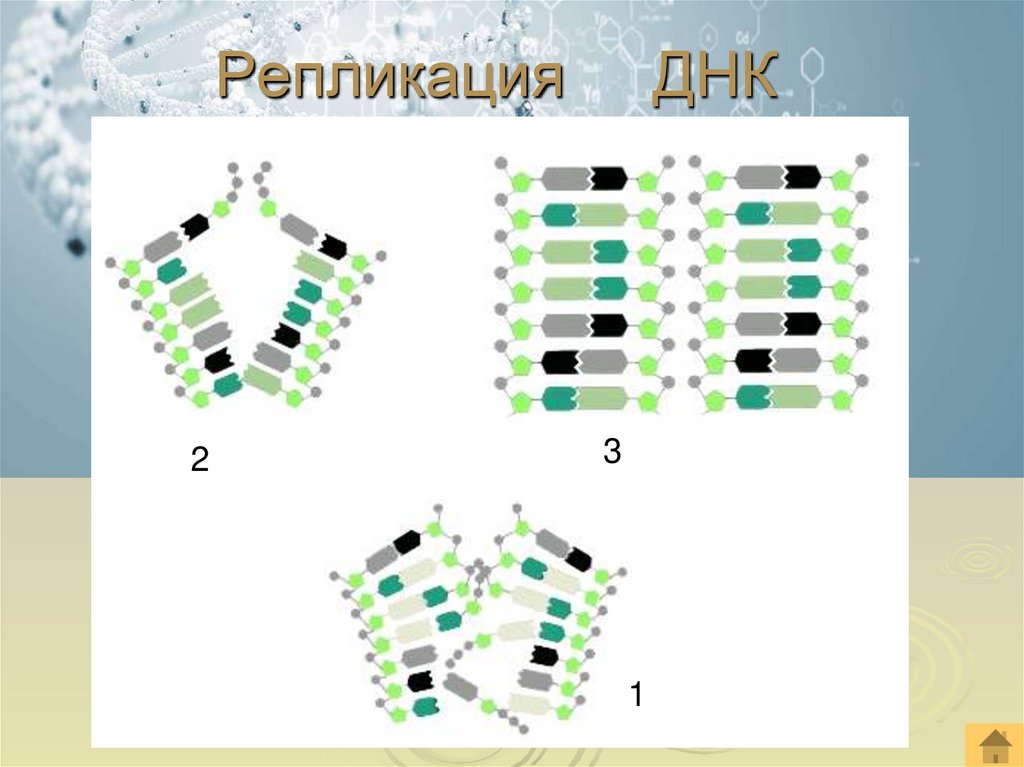 Репликация ДНК