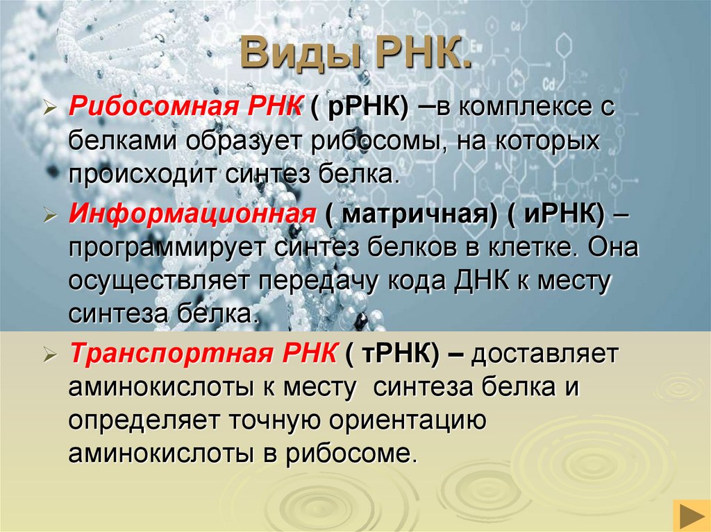 Виды РНК.