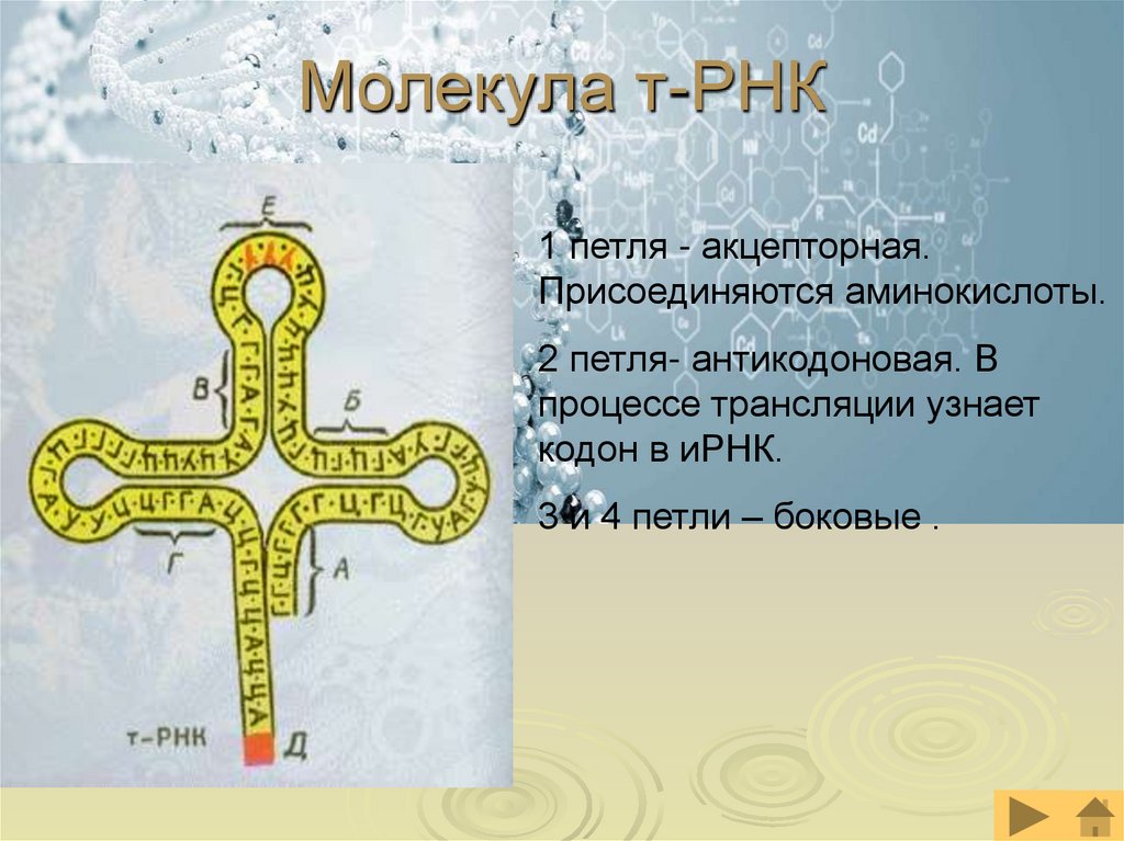 Молекула т-РНК