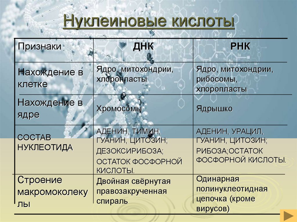 Нуклеиновые кислоты