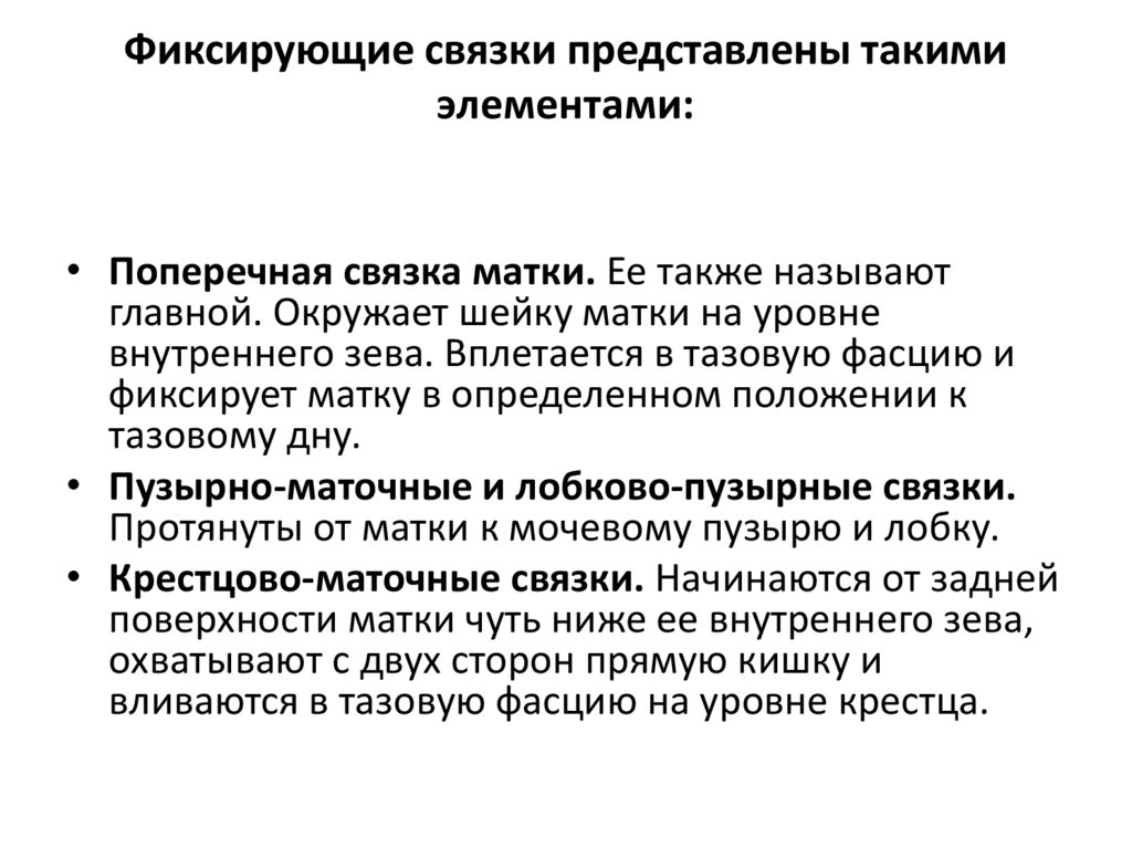 Фиксирующие связки представлены такими элементами: