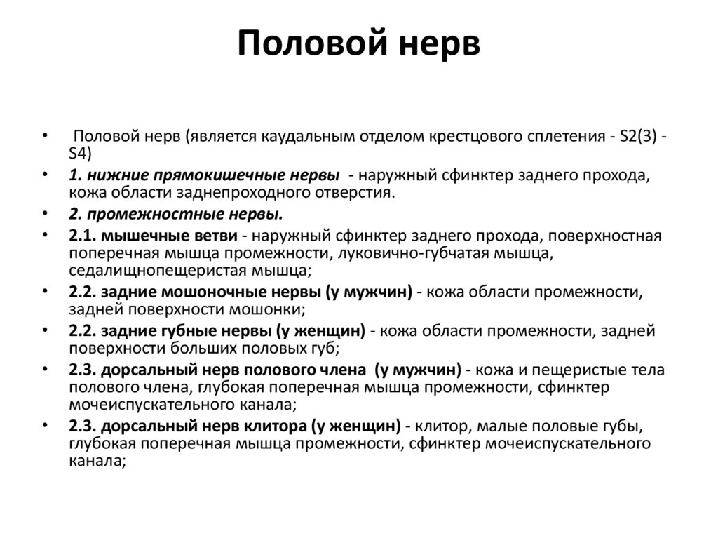 Половой нерв