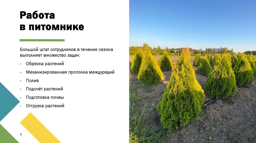 Работа в питомнике