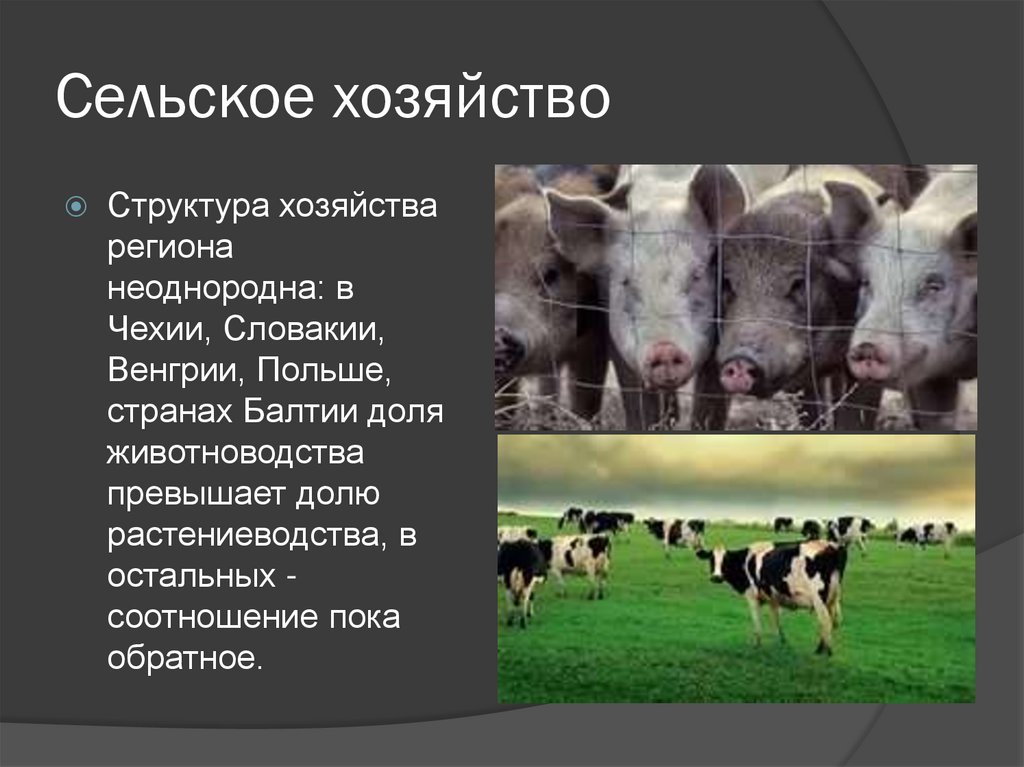 Сельское хозяйство