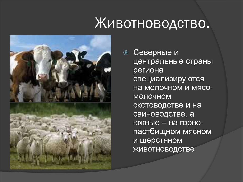 Животноводство.