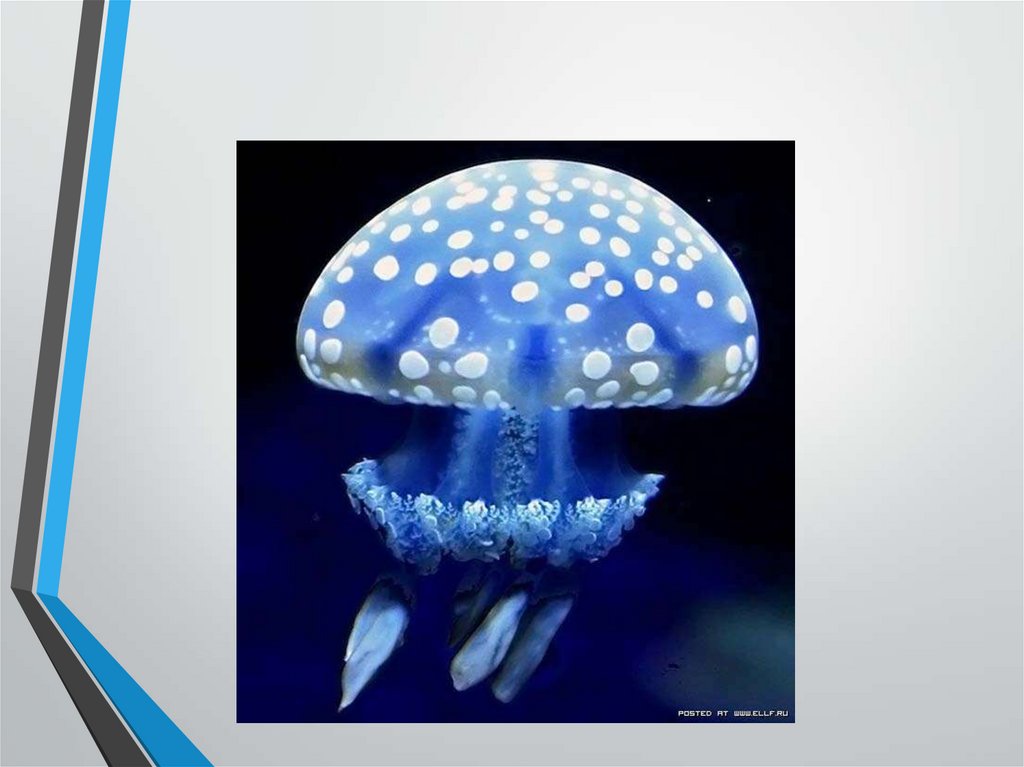 Медузы