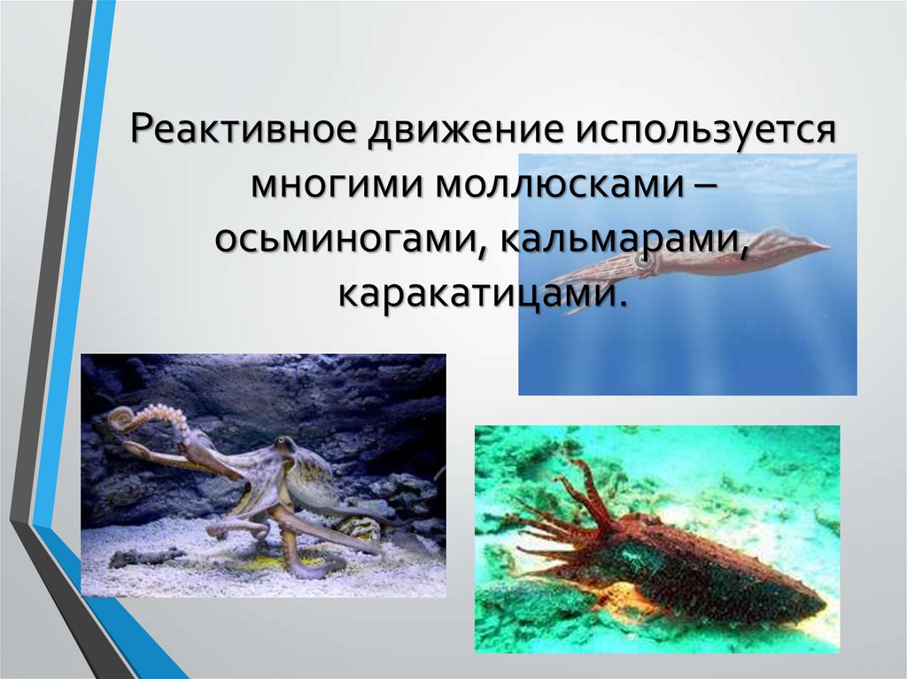 Реактивное движение используется многими моллюсками – осьминогами, кальмарами, каракатицами.