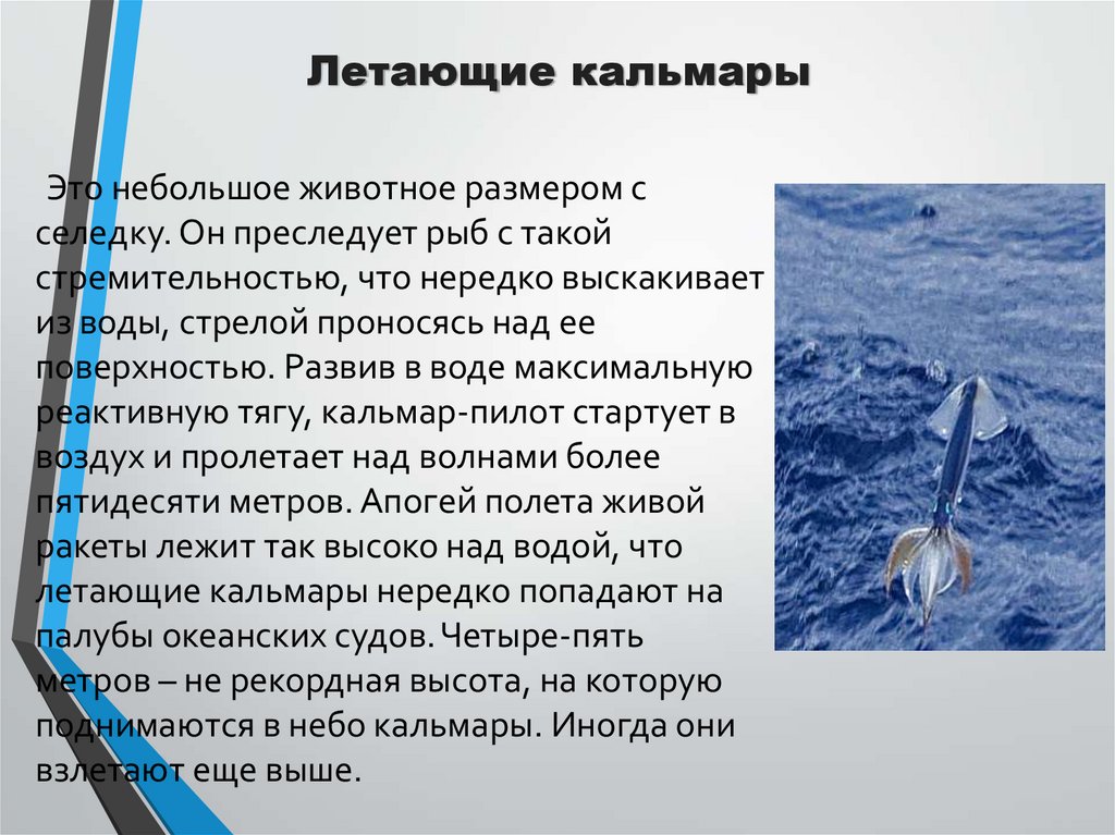 Летающие кальмары