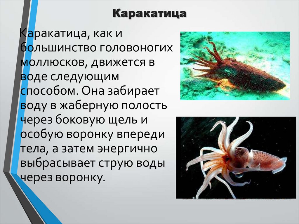 Каракатица