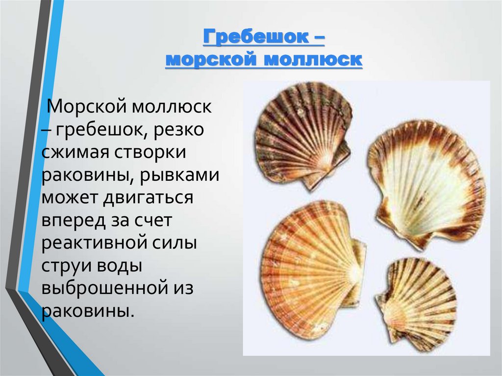 Гребешок – морской моллюск
