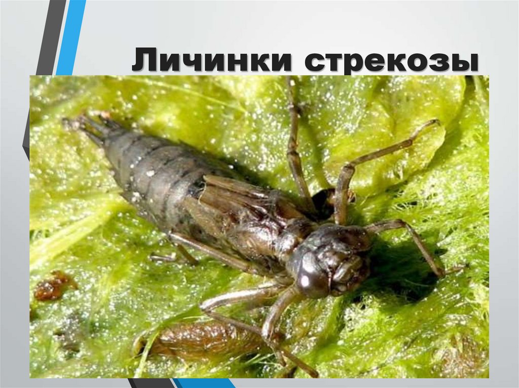 Личинки стрекозы