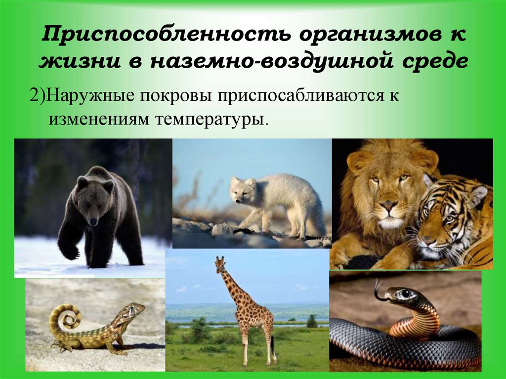 Приспособленность организмов к жизни в наземно-воздушной среде