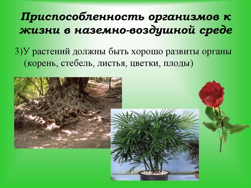 Приспособленность организмов к жизни в наземно-воздушной среде