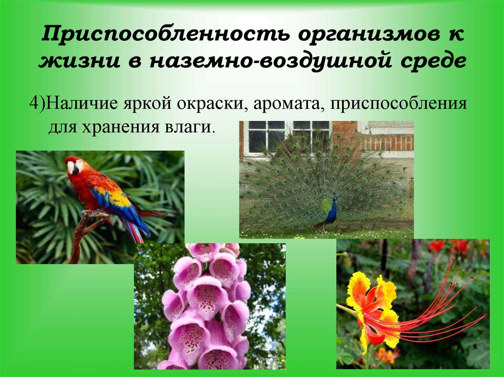 Приспособленность организмов к жизни в наземно-воздушной среде