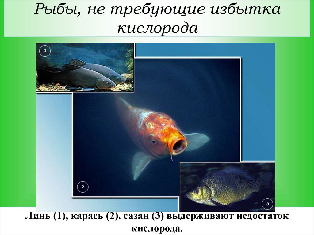 Рыбы, не требующие избытка кислорода