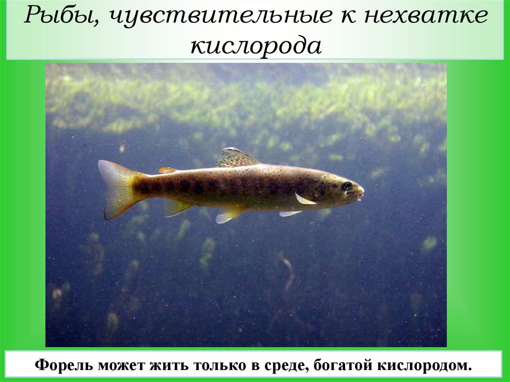 Рыбы, чувствительные к нехватке кислорода