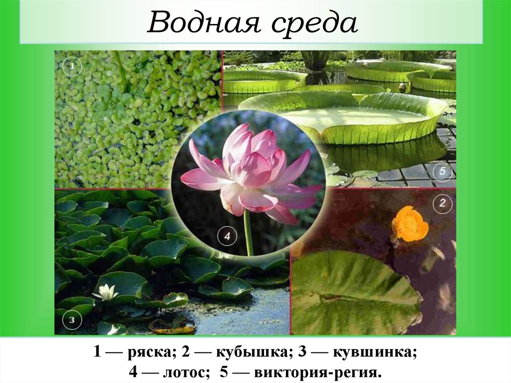 Водная среда