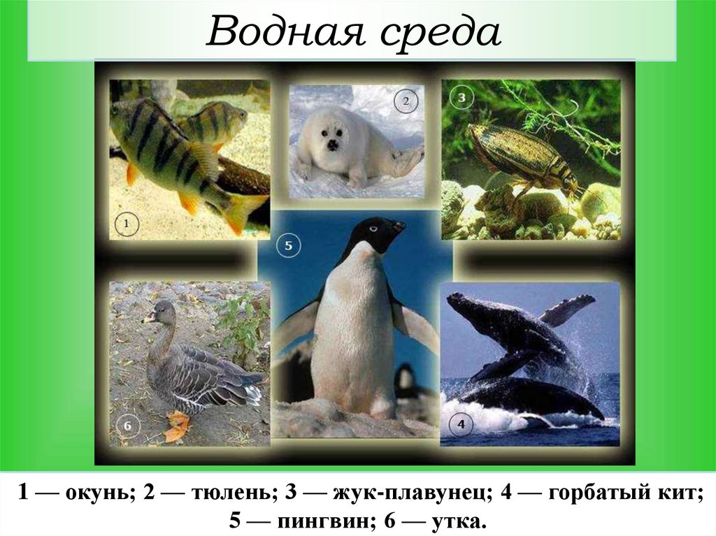 Водная среда