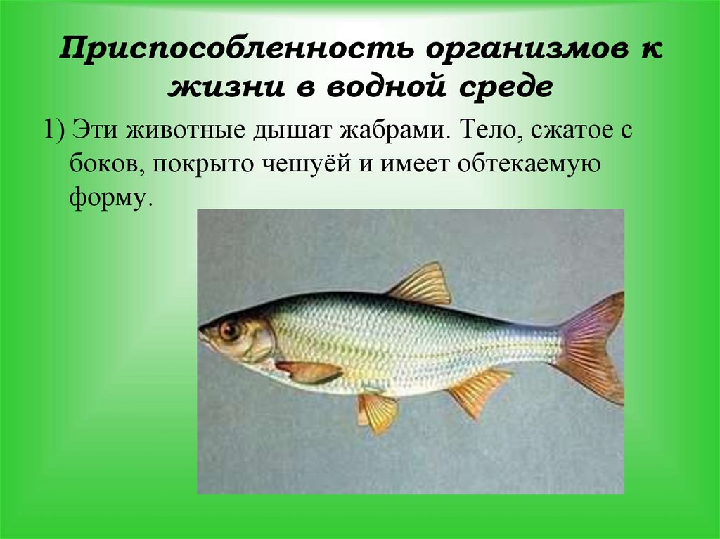 Приспособленность организмов к жизни в водной среде
