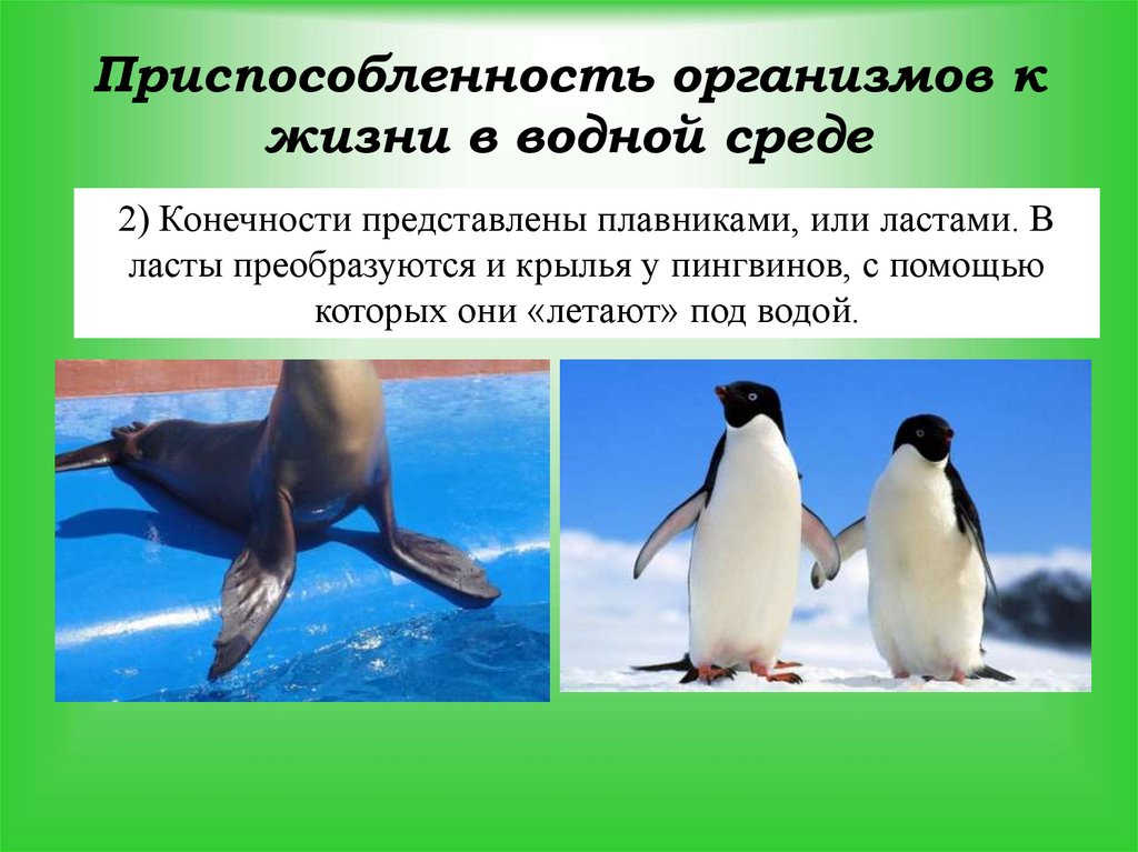 Приспособленность организмов к жизни в водной среде