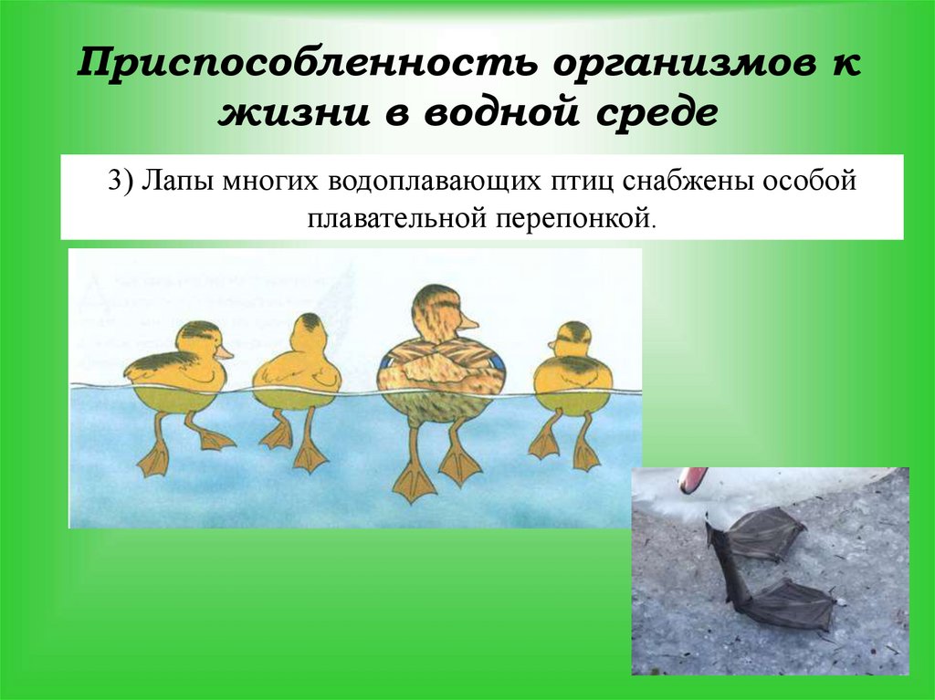 Приспособленность организмов к жизни в водной среде