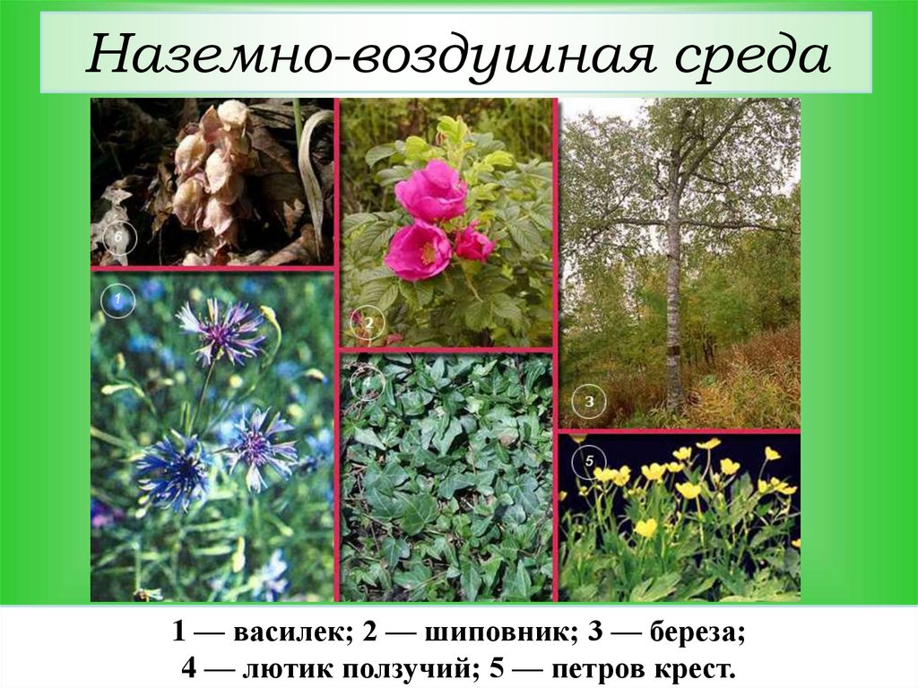 Наземно-воздушная среда