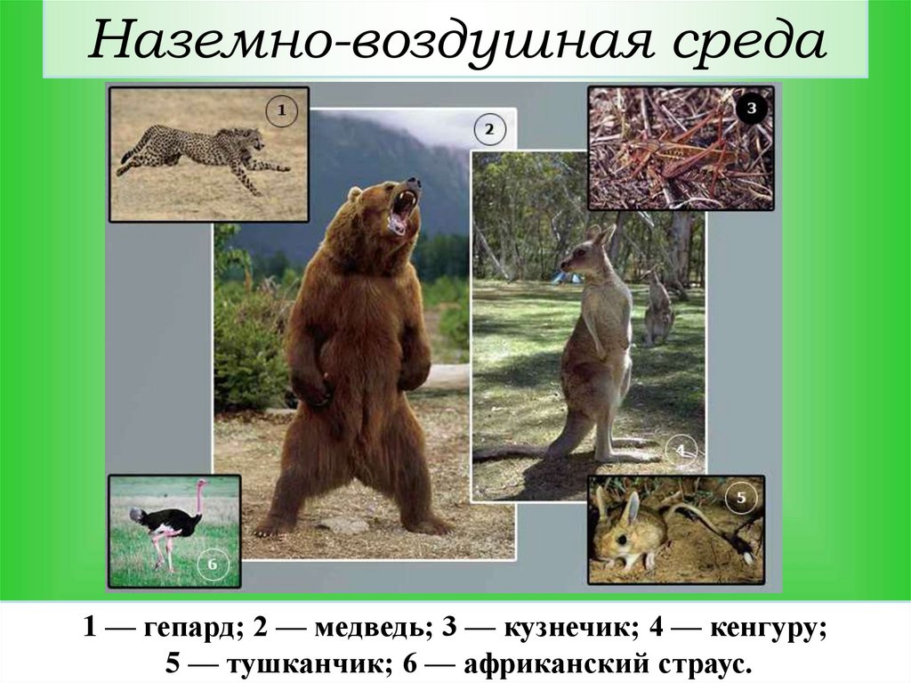 Наземно-воздушная среда