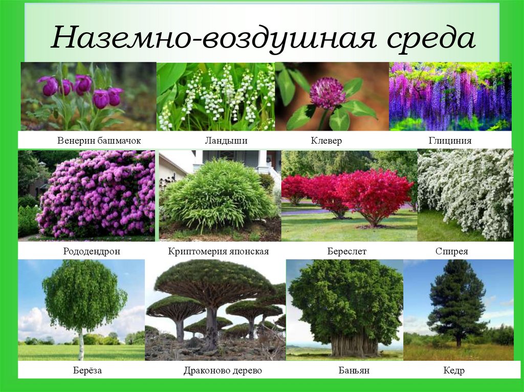 Наземно-воздушная среда