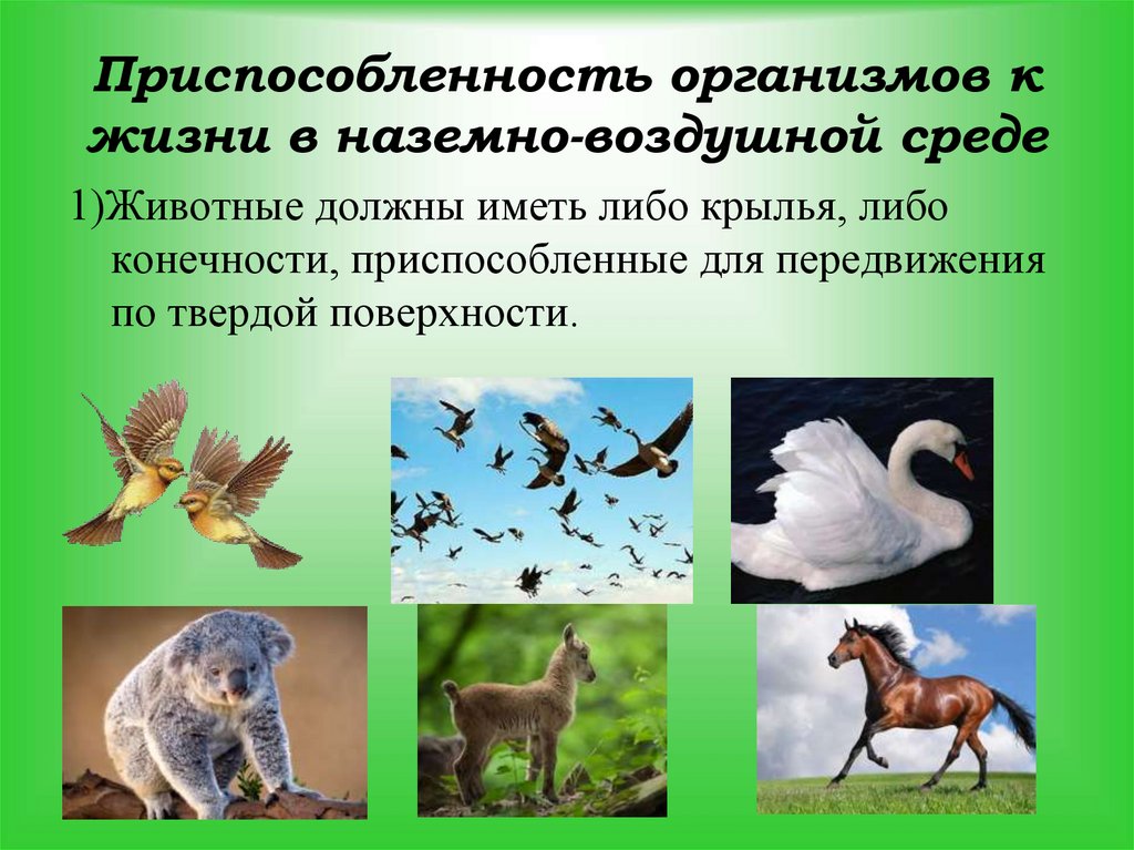 Приспособленность организмов к жизни в наземно-воздушной среде