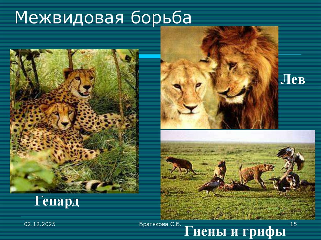 Межвидовая борьба