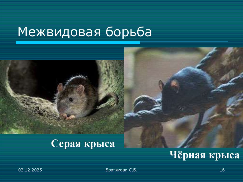 Межвидовая борьба