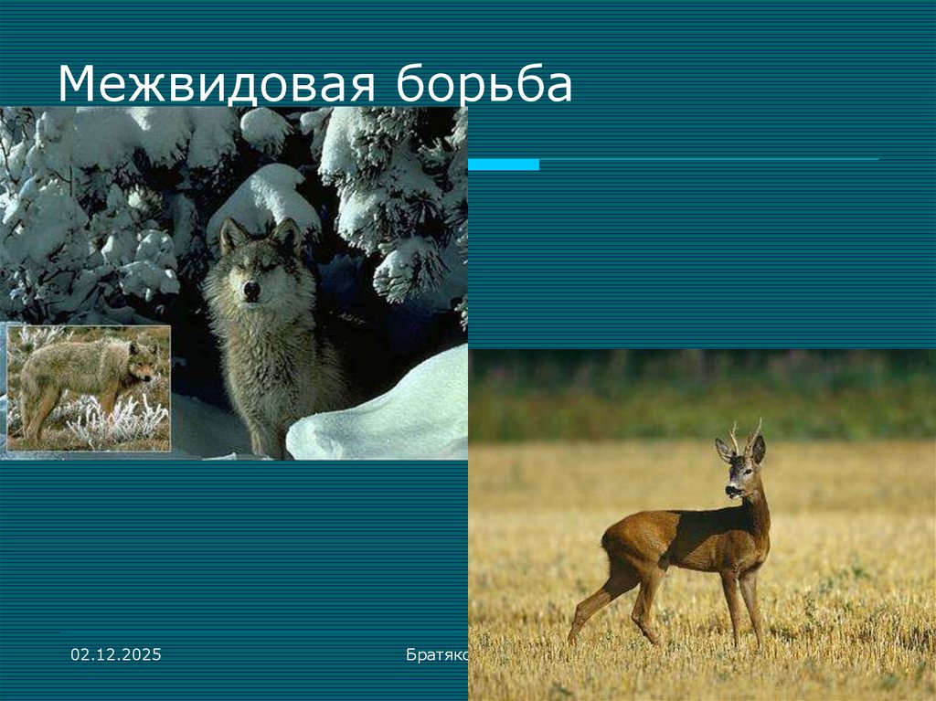 Межвидовая борьба